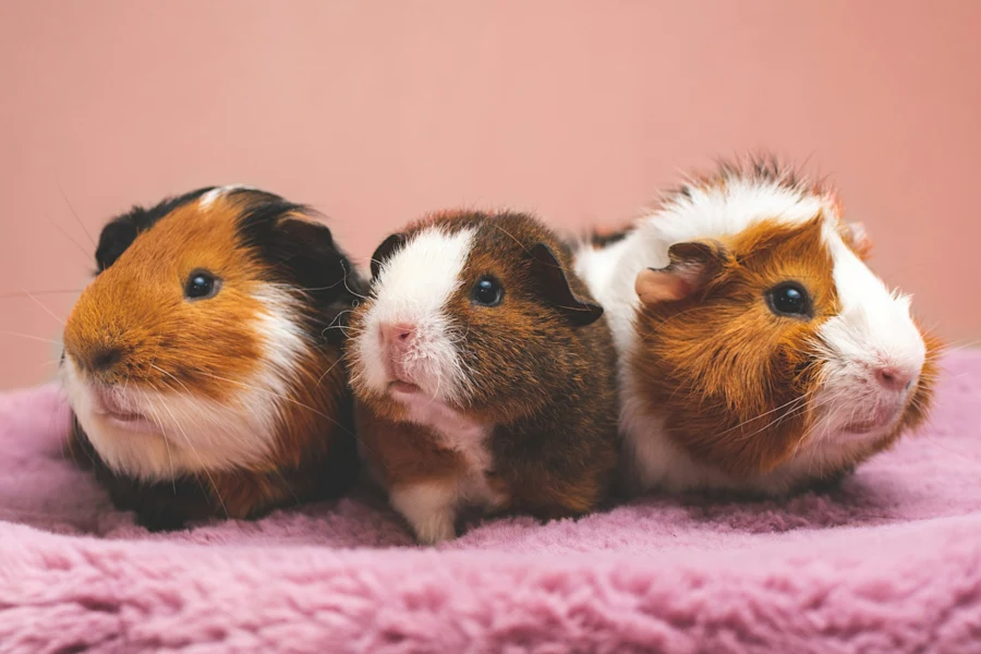 Three hamsters