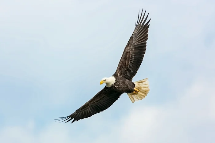 Águila calva