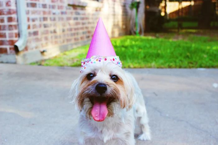 A dog wearing a birthday hat