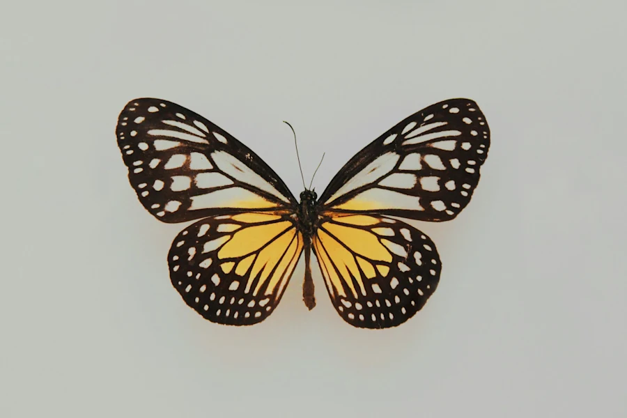 A butterfly