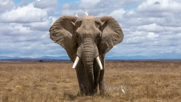 An elephant