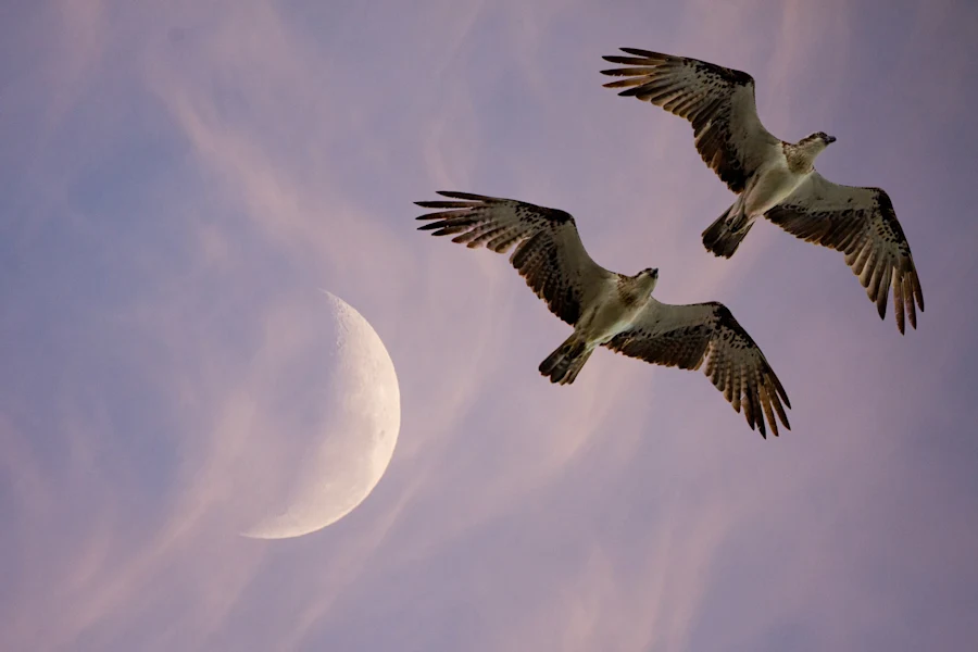 Two eagles or similar