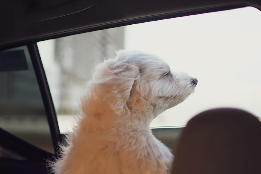 A dog in a car ride
