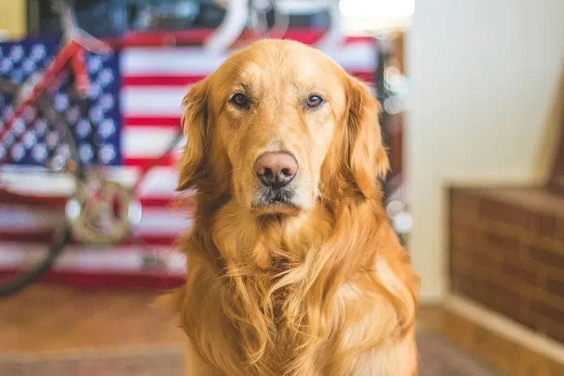 Un golden retriever con una bandera de EEUU de fondo
