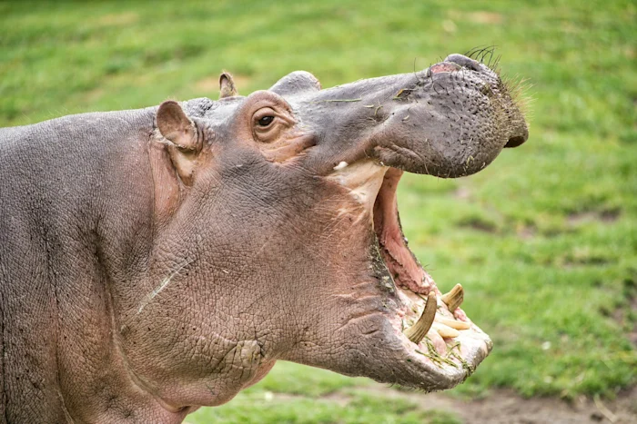 A hippo with a wide open mouth