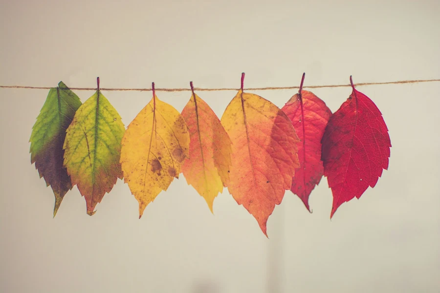 Leaves changing color