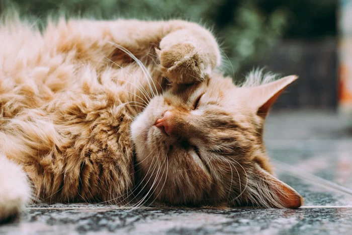 A cat