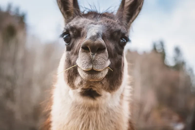 A llama looking at the camera