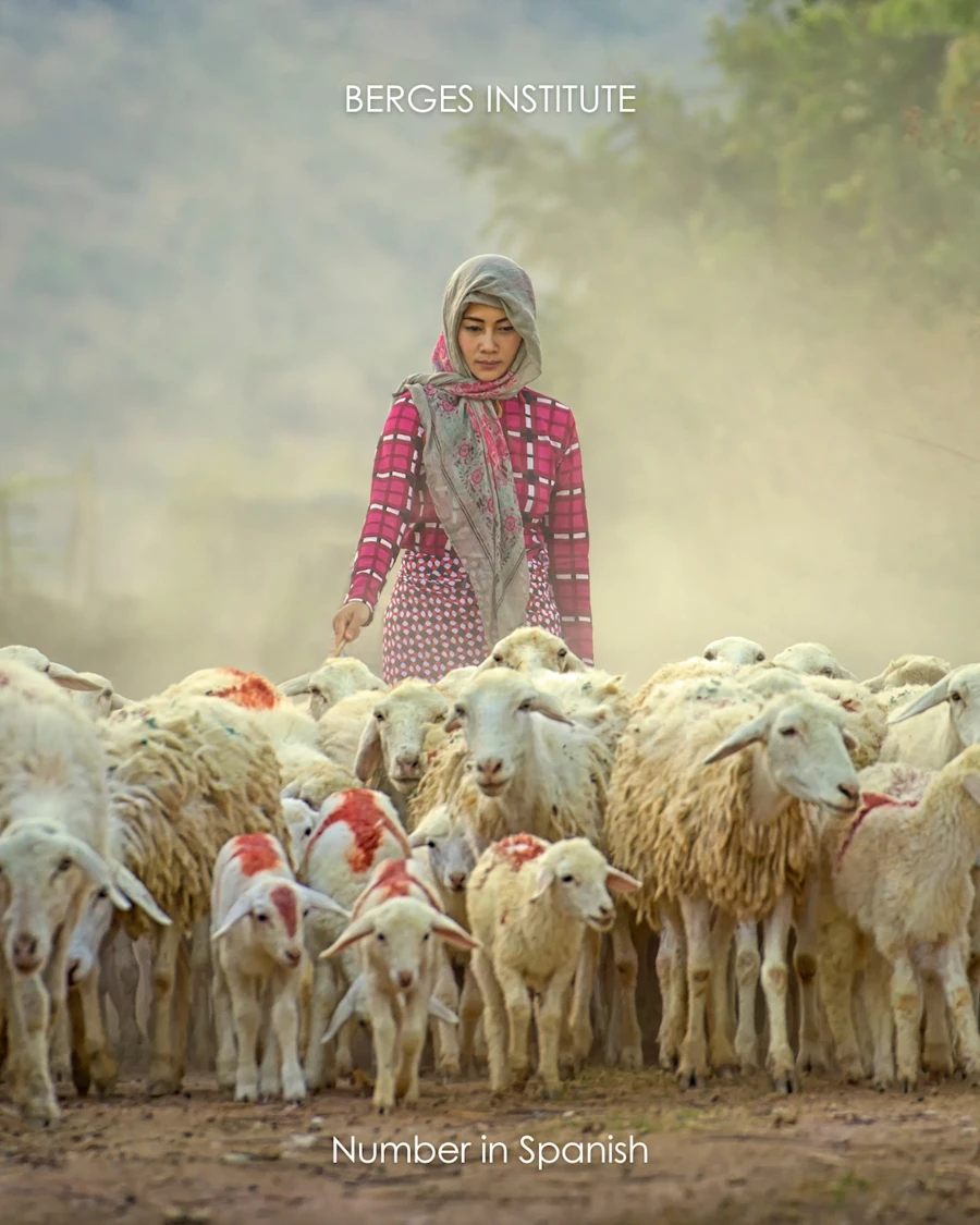One female shepherd with multiple sheep