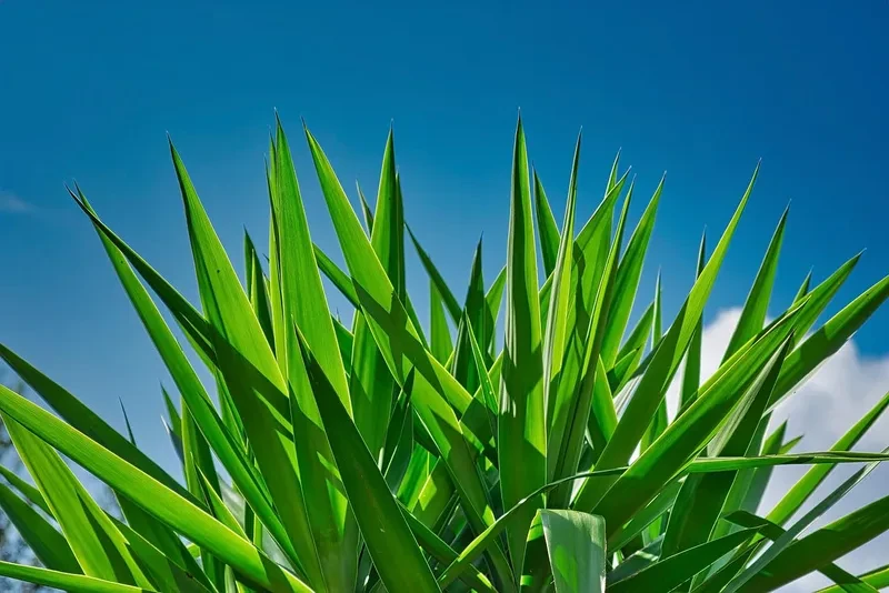A blue agave cactus