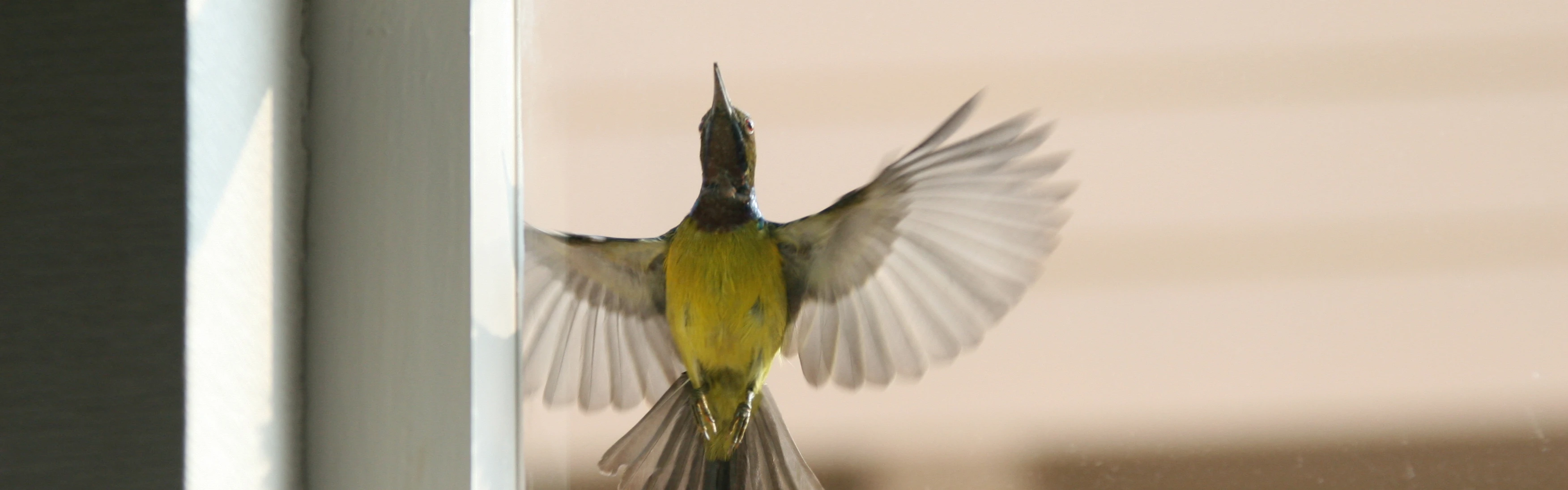 Bird flying into a window, 192x60