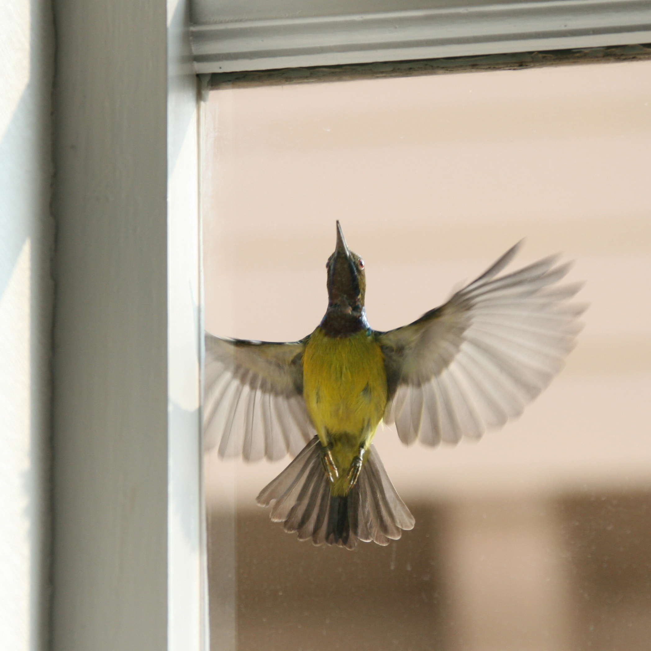 Windows bird