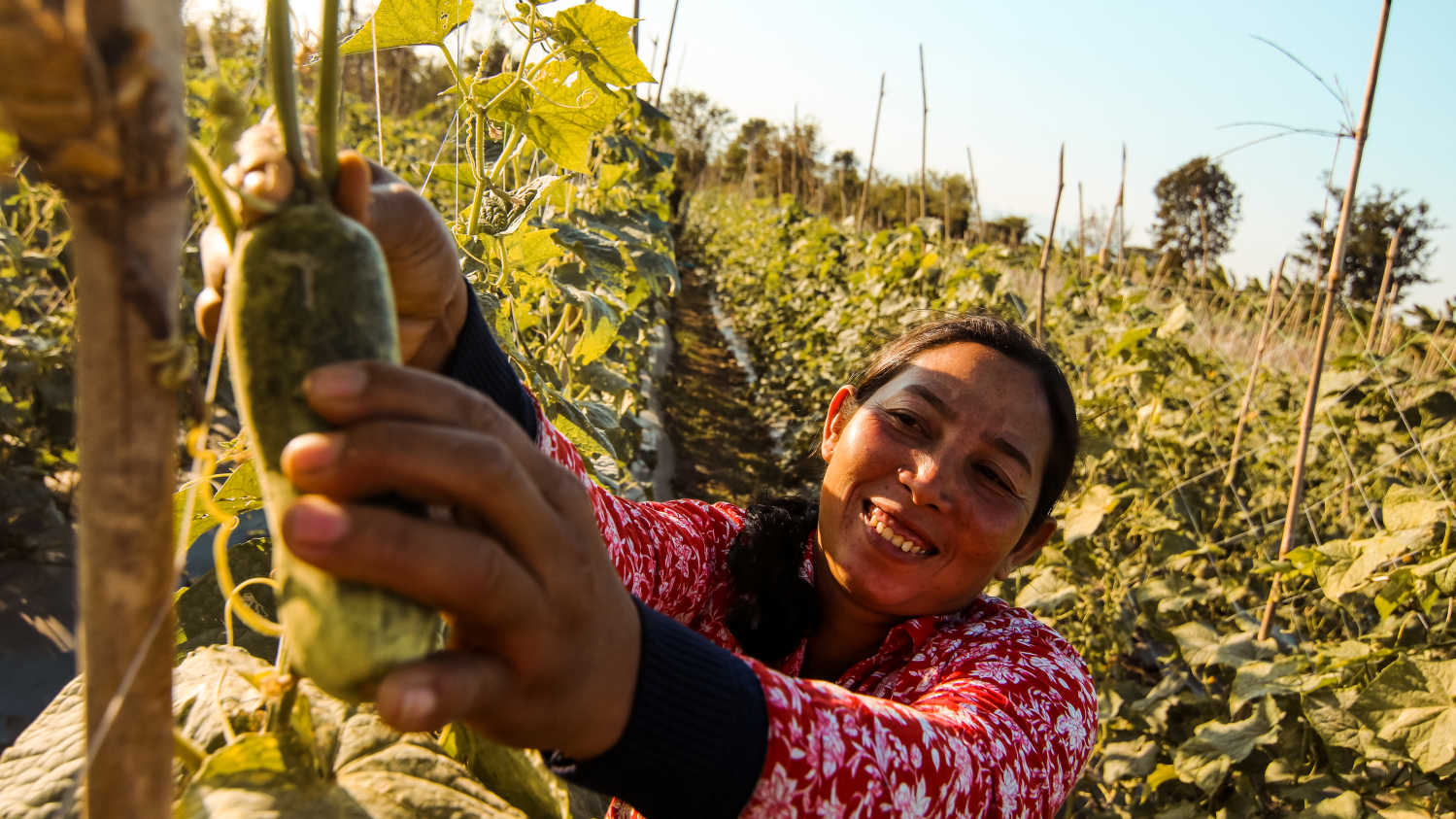 woman in garden picking okra
