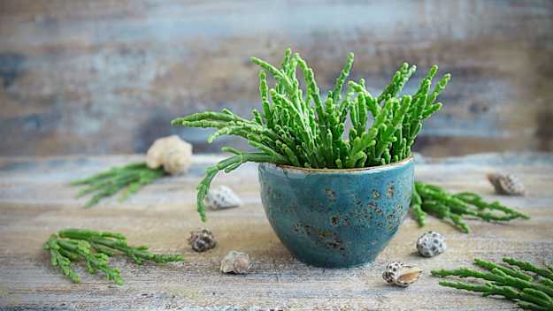 Plant from farm | Heron Farms uses Gigpro to help with seasonal labor.