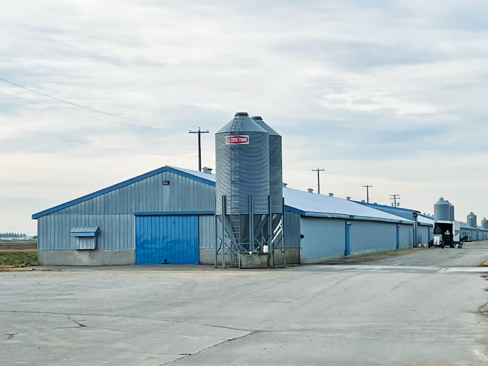 Bâtiment de stockage abritant des poulets avec deux silos et une porte bleue