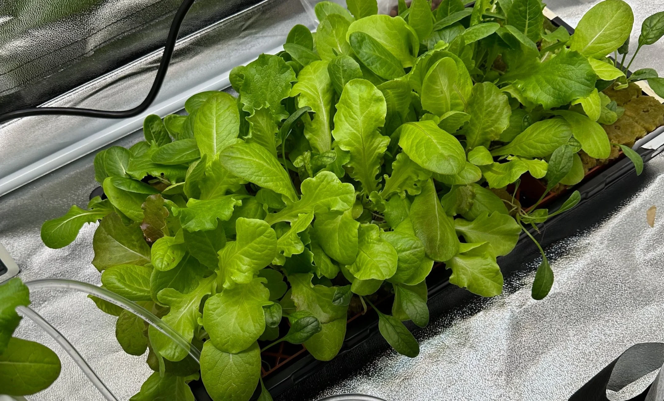 Lettuce planted in hydroponic system