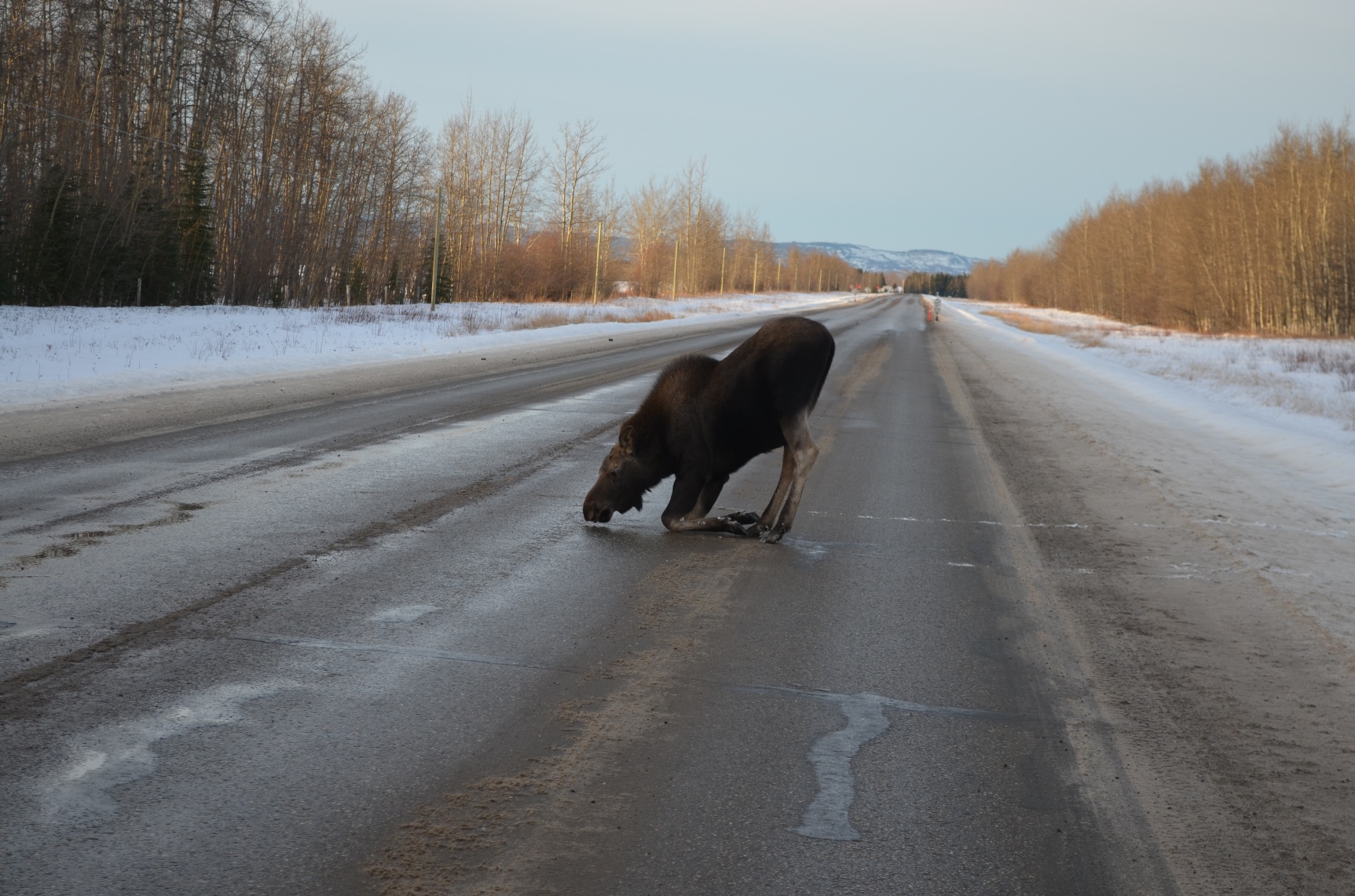 Animal Crossing: Preventing Wildlife-Vehicle Collisions