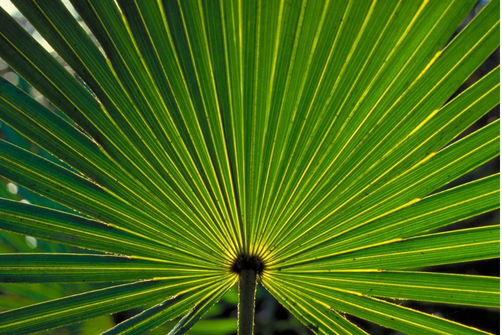 palm-leaf-picture-id542683946-1