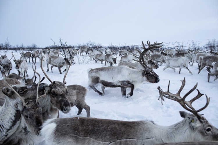 Where reindeers are a way of life-17