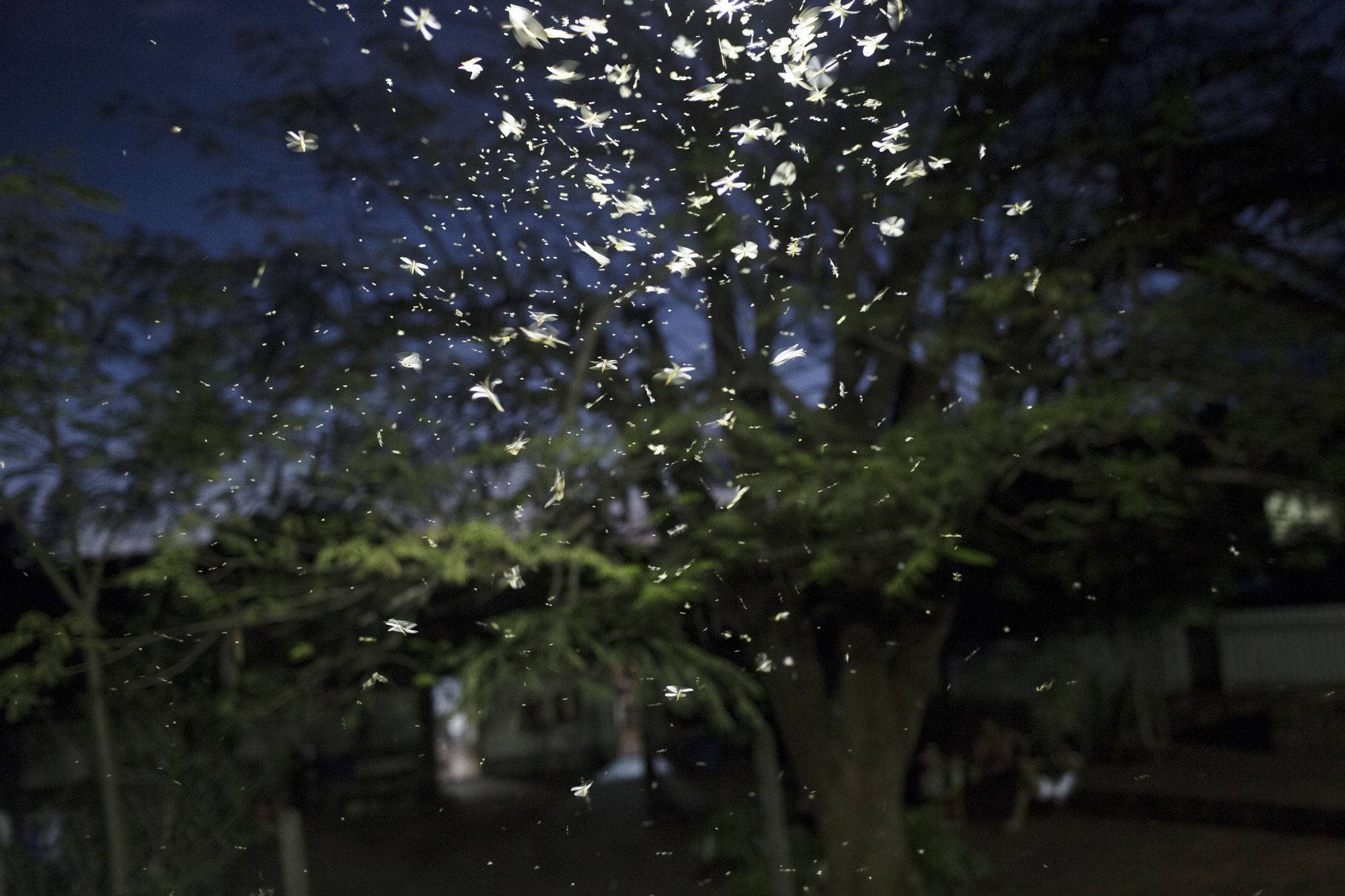 The Land of No Evil-4