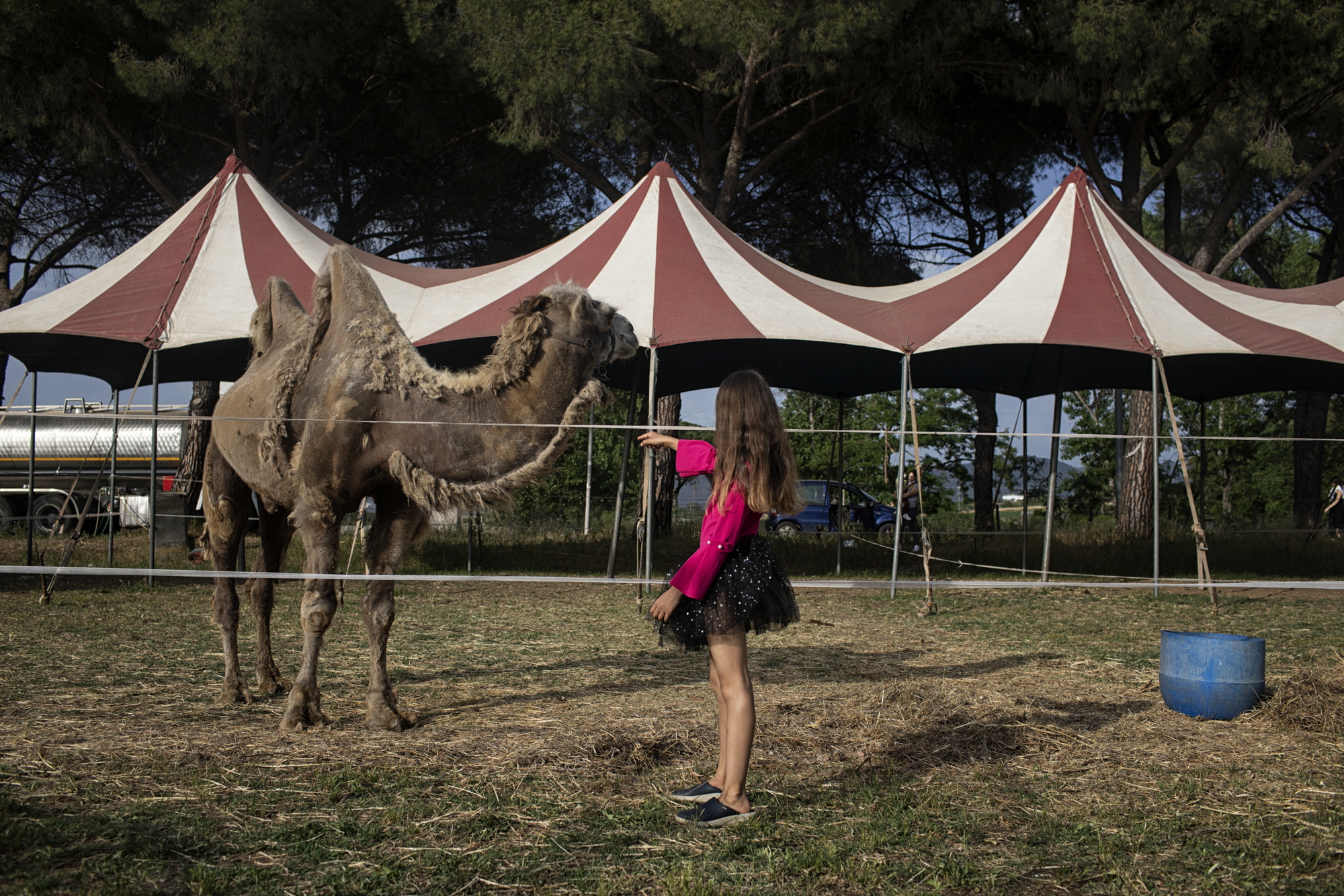 Quarantine Circus-14