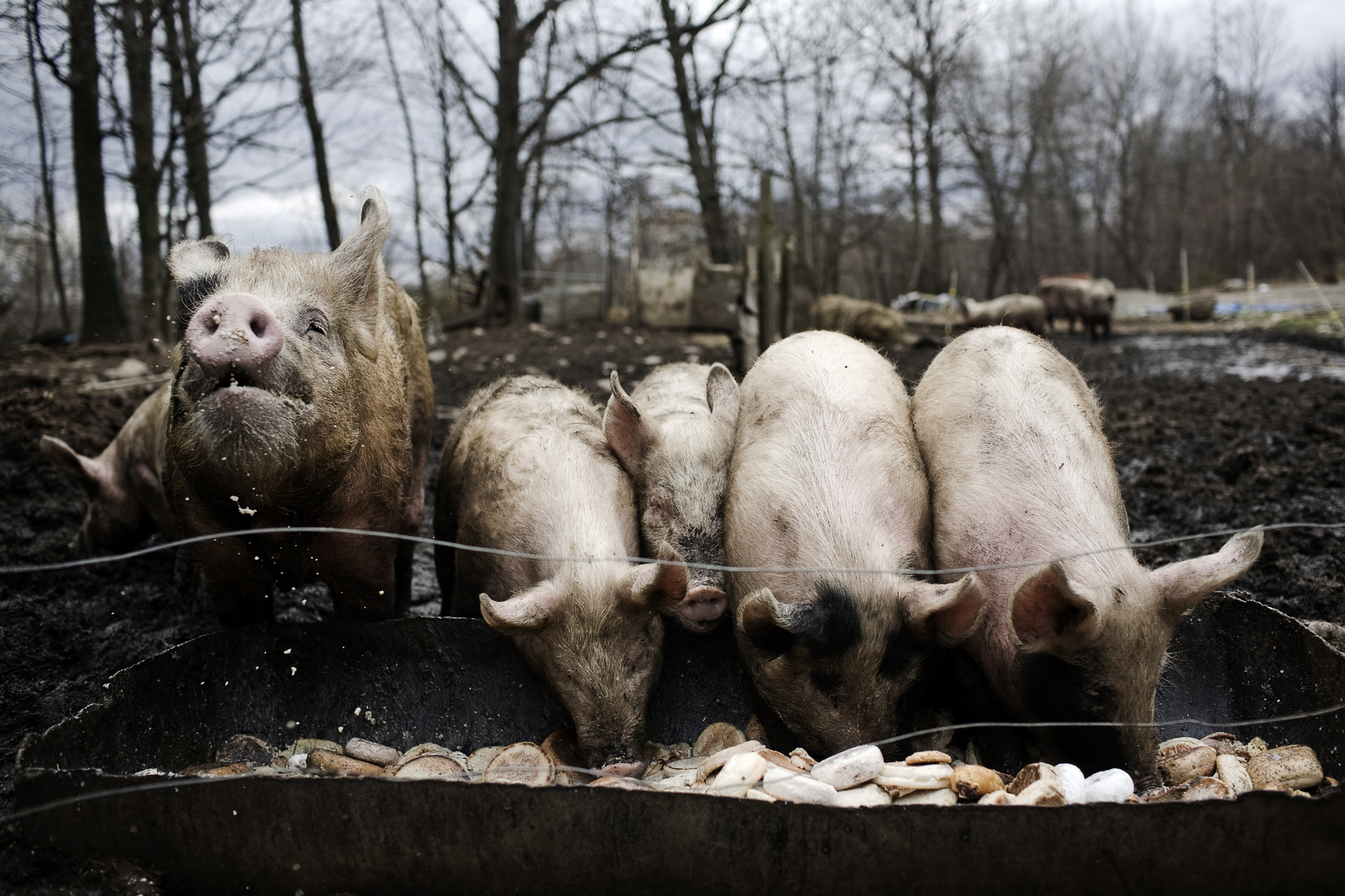 Oniontown (23 of 30)