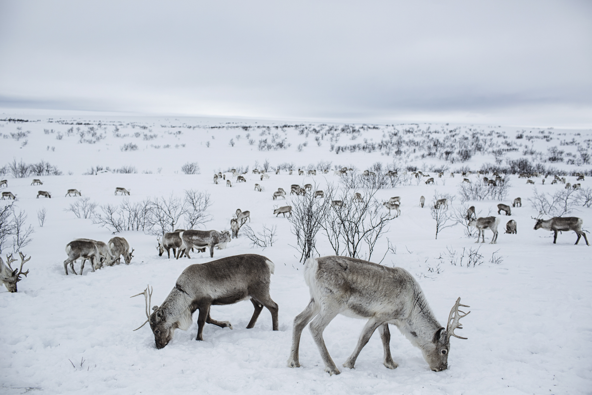 Where Reindeer are a way of Life