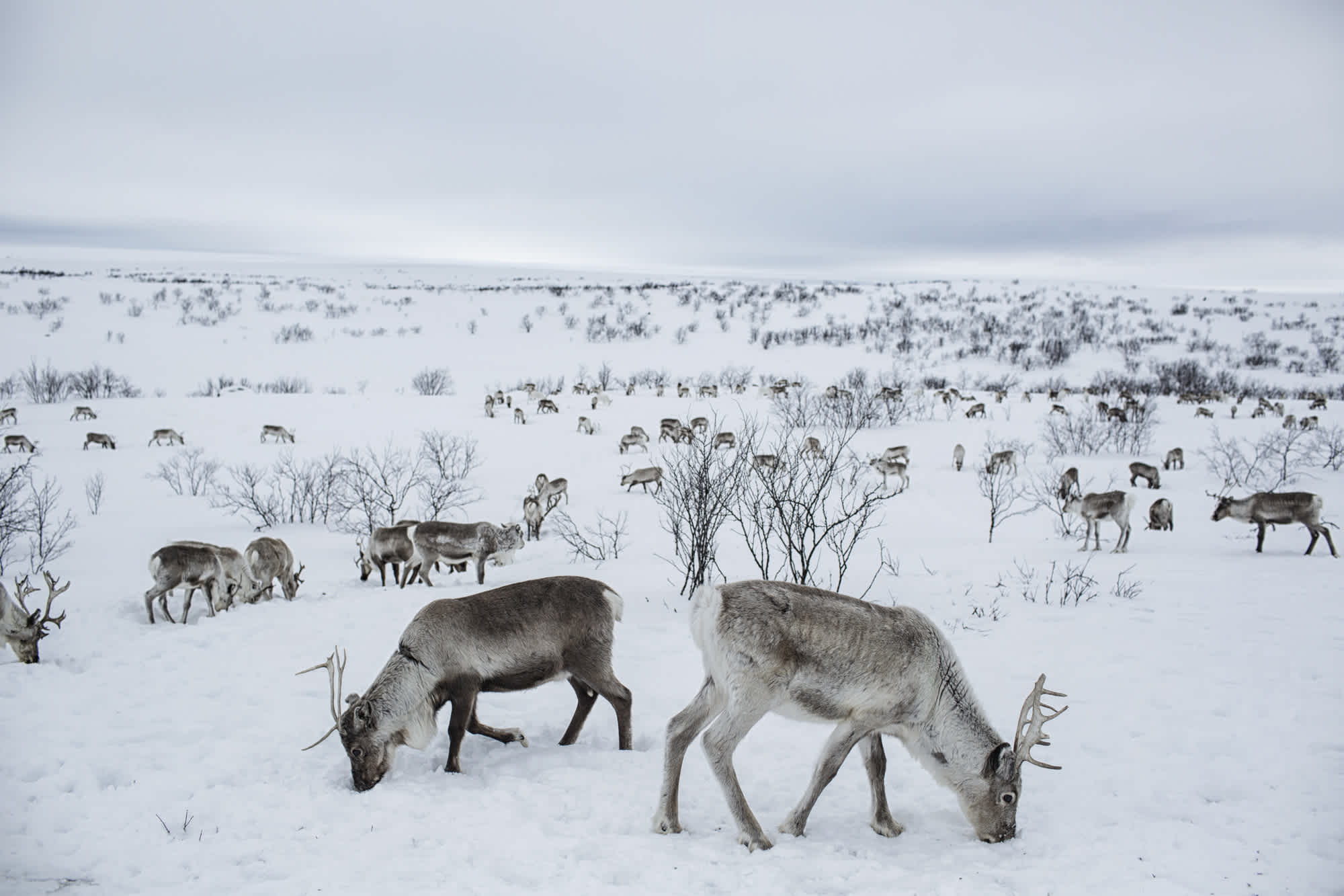 Where Reindeer are a way of Life