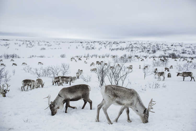 Where reindeers are a way of life-1
