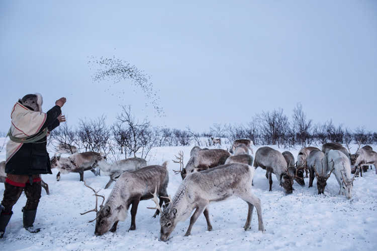 Where reindeers are a way of life-10