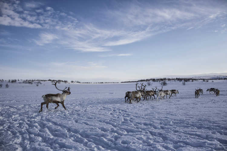 Where reindeers are a way of life-21