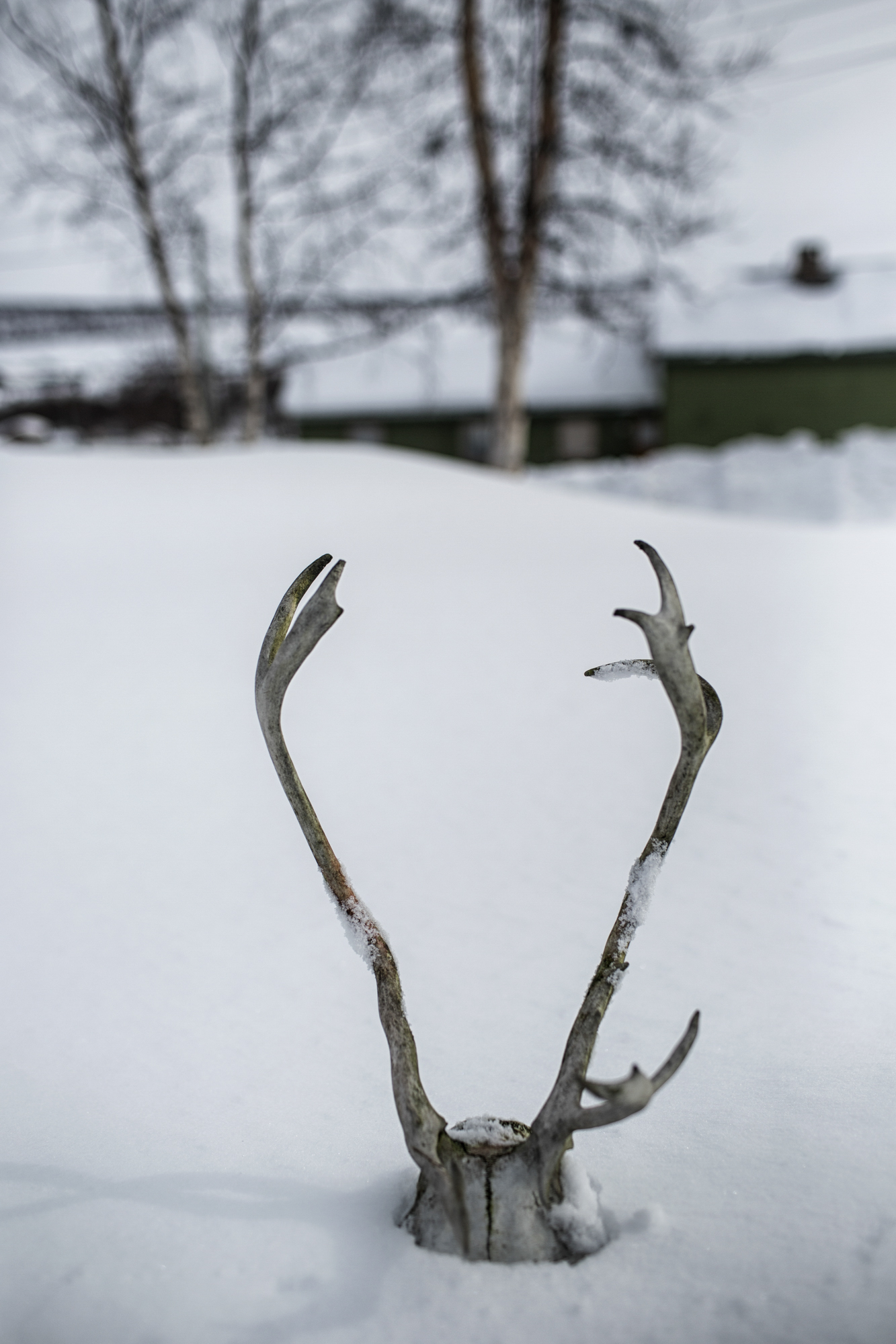 Where reindeers are a way of life-11