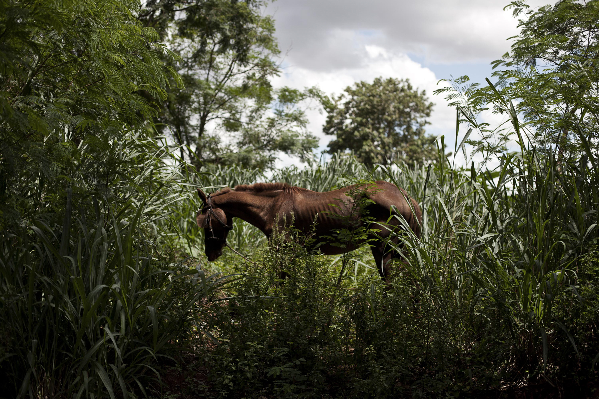 The Land of No Evil-3