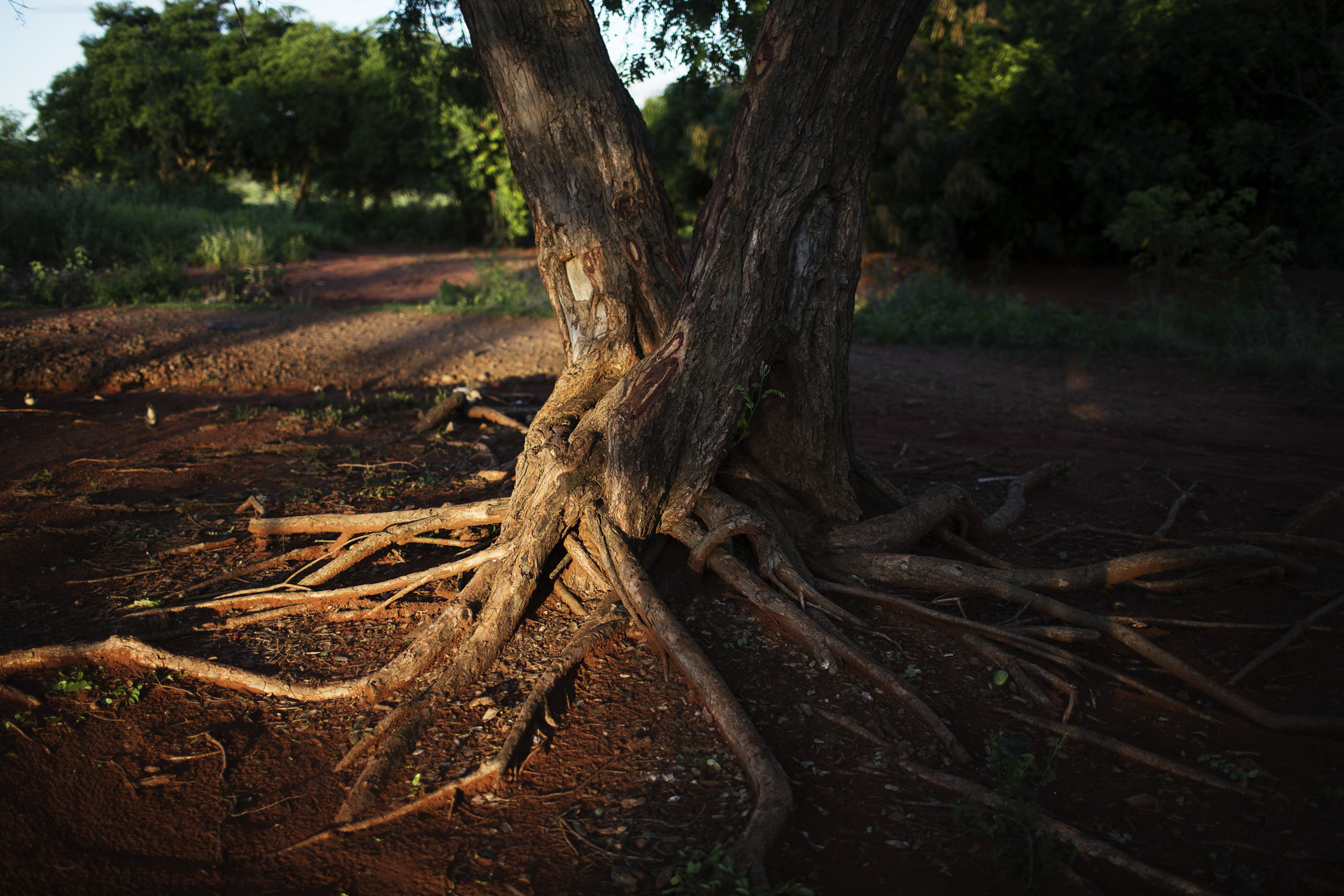 The Land of No Evil-20