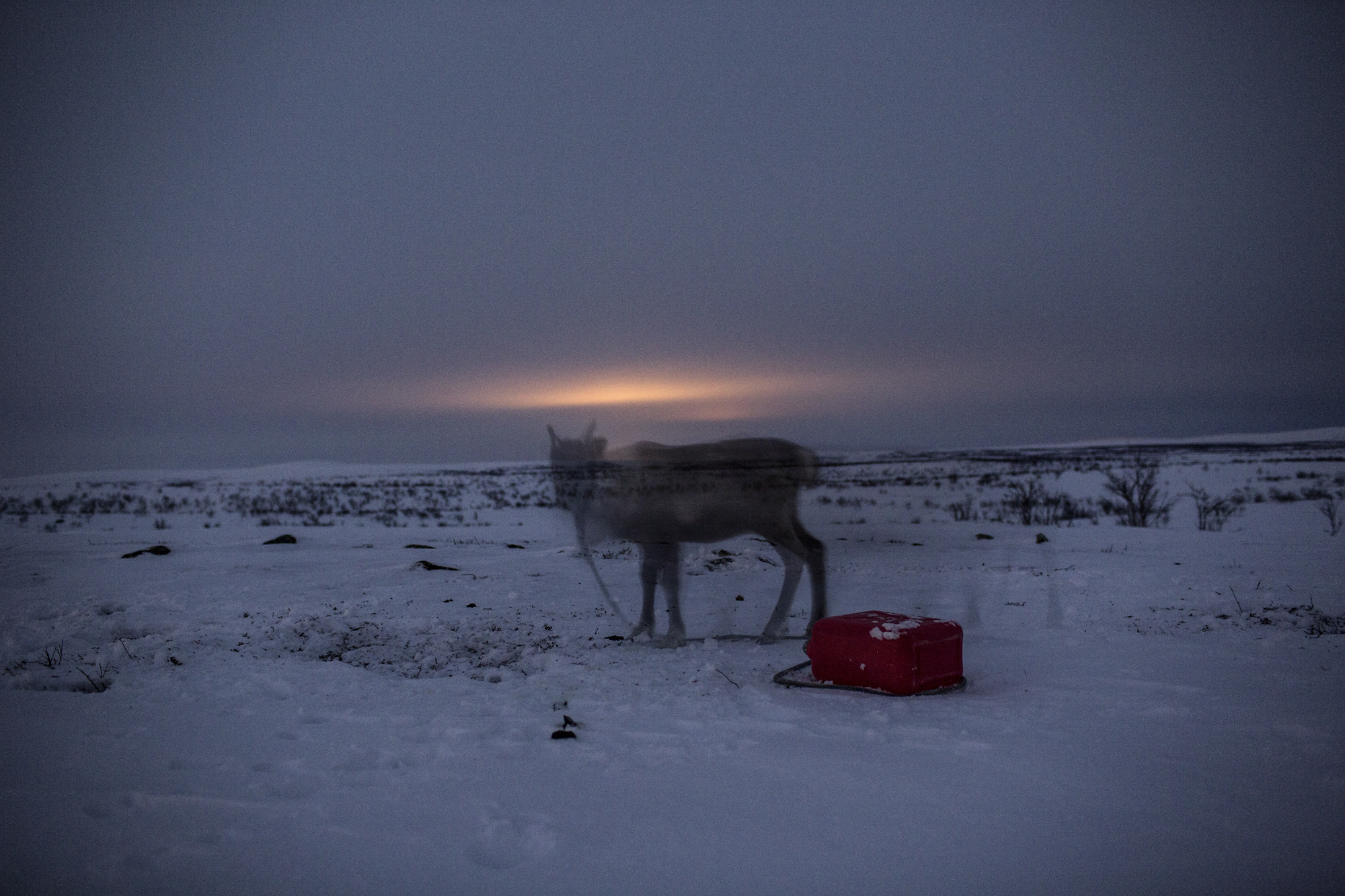 Where reindeers are a way of life-25