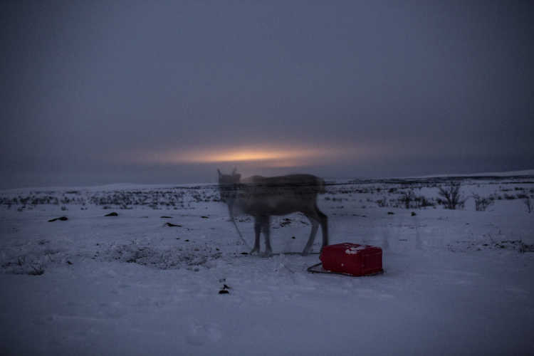 Where reindeers are a way of life-25