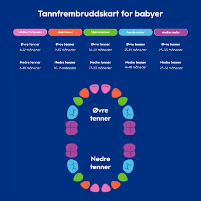 Diagram over babyens tannfrembrudd 