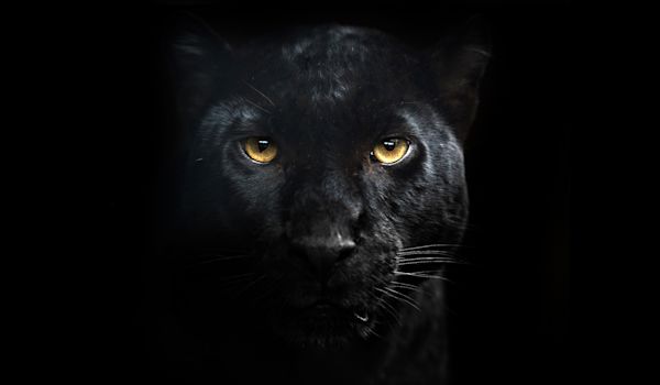 Stilrent og effektfullt