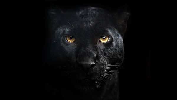 Stilrent og effektfullt 