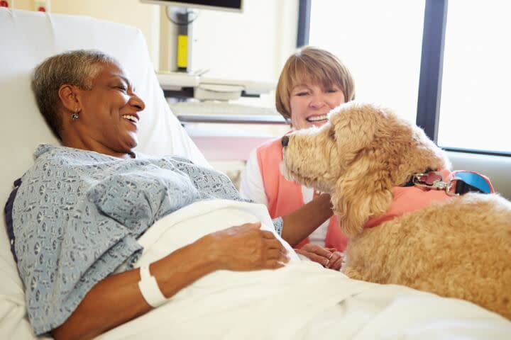 what does a therapy dog need to know