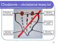 Ruchy kości krzyżowej podczas chodzenia