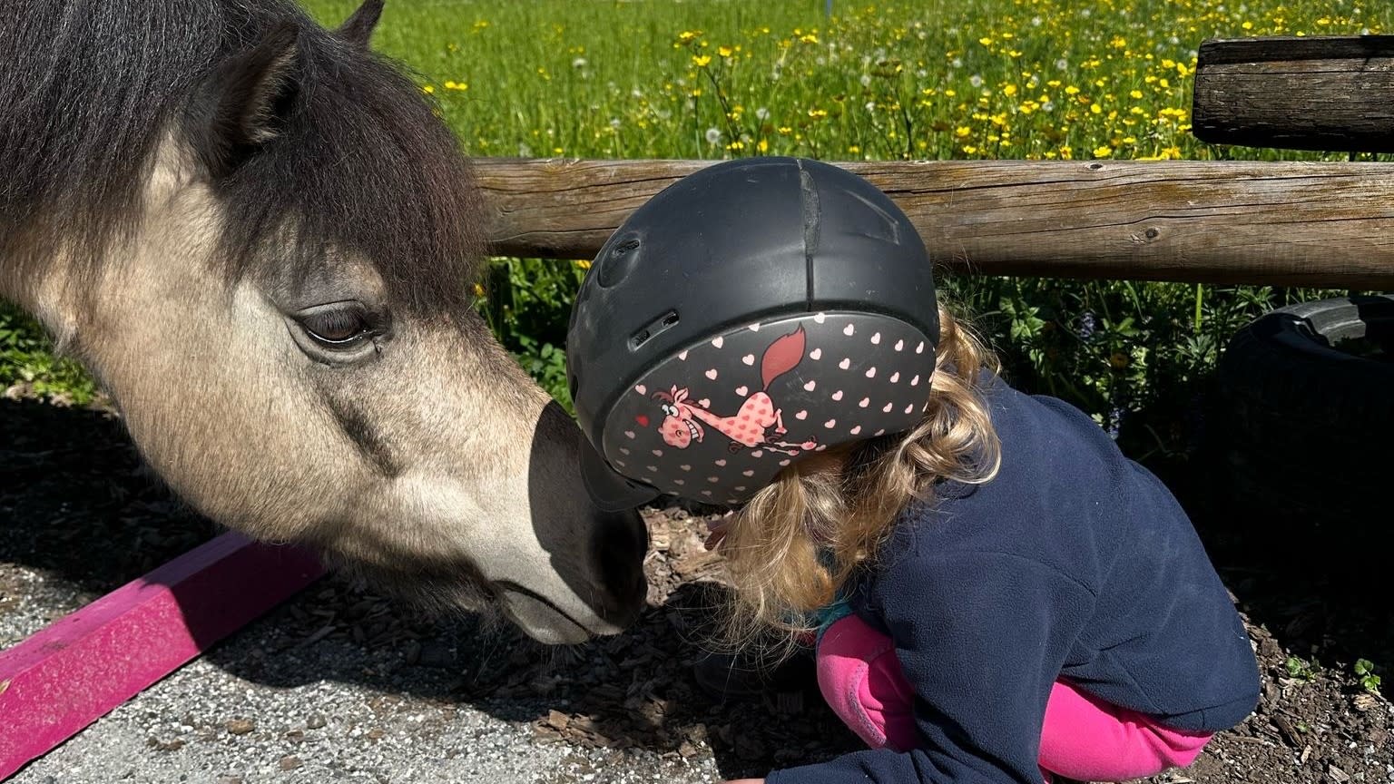Little girl stroking a horse's head. 