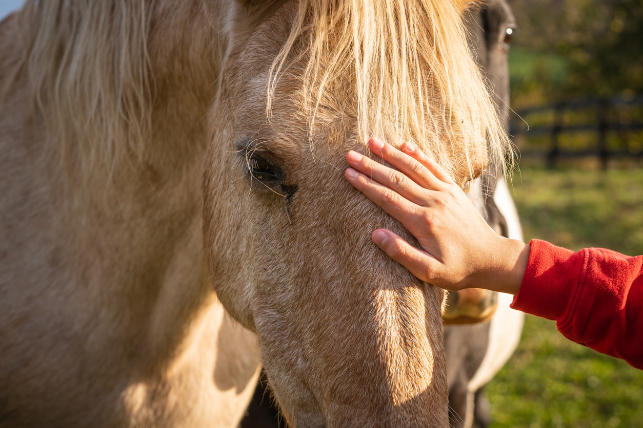 Horse-assisted therapy