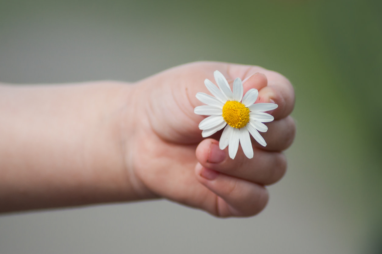 Kinderhand und Gänseblümchen