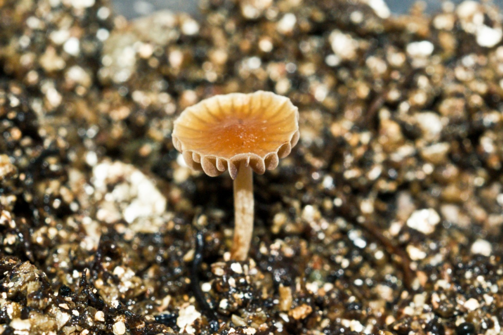 Resultado de imagen para Psilocybe samuiensis