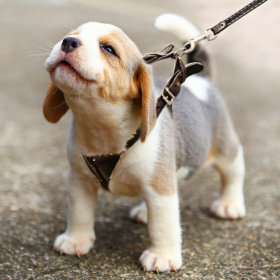 puppy - accessoires - halsband