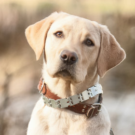 Rassenvoer - Labrador - hond