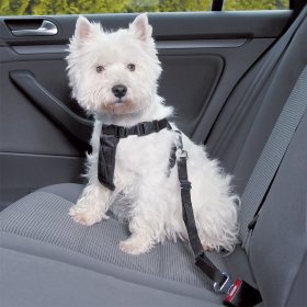 Autozubehör für Hunde zu TOP-Preisen