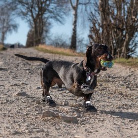 Botas para perros