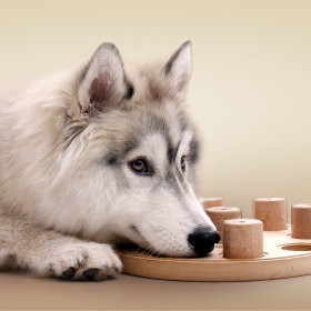 Zabawki na inteligencję dla psa